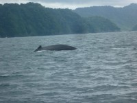 /album/imagenes-de-la-caba%c3%b1a/ballena-en-el-parque-nacional-ensenada-de-utria-800x600-jpg/